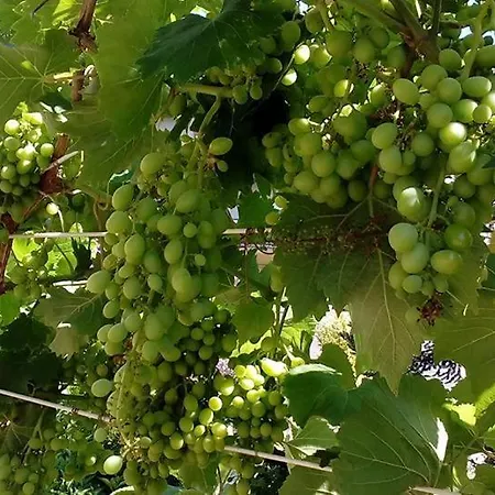 Πανσιόν Ripe's Forest Garden