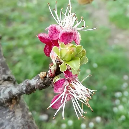 Πανσιόν Ripe's Forest Garden Ρώμη