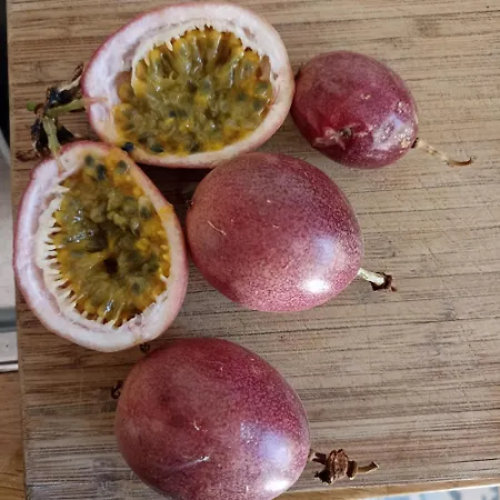 Ripe's Forest Garden * Ρώμη