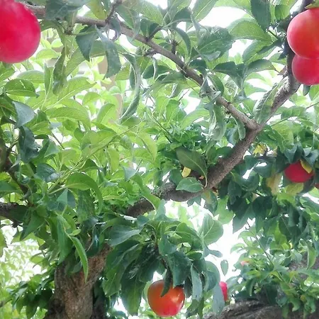 Ripe's Forest Garden روما