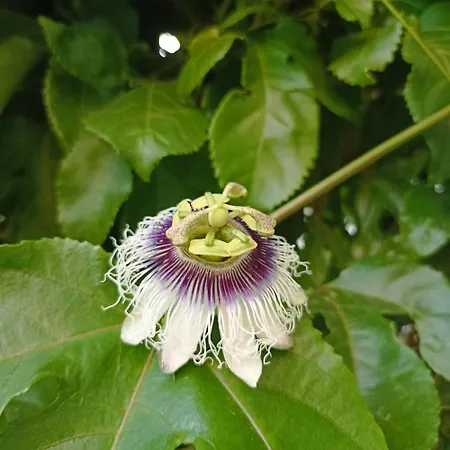 Casa de hóspedes Ripe's Forest Garden