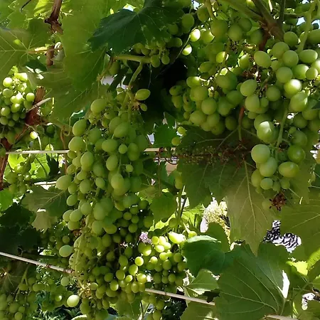 Ripe's Forest Garden 4* ローマ