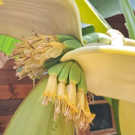 Ripe's Forest Garden ローマ