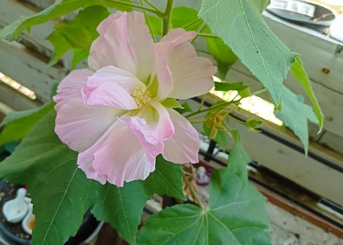 Ripe's Forest Garden Roma