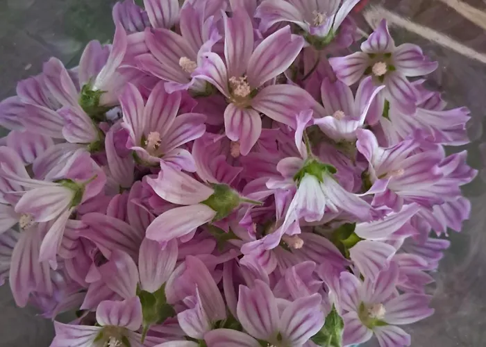 Ripe's Forest Garden Roma